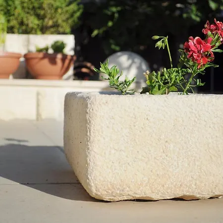 Olive Tree * 흐바르