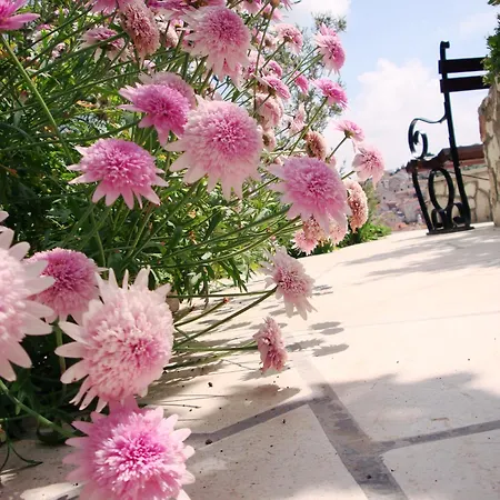 Olive Tree Hvar Town